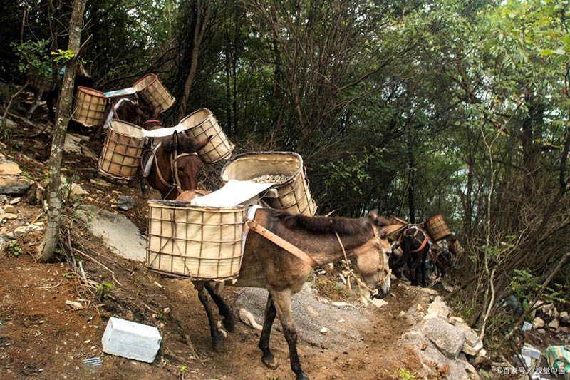 锦屏县马帮运输队